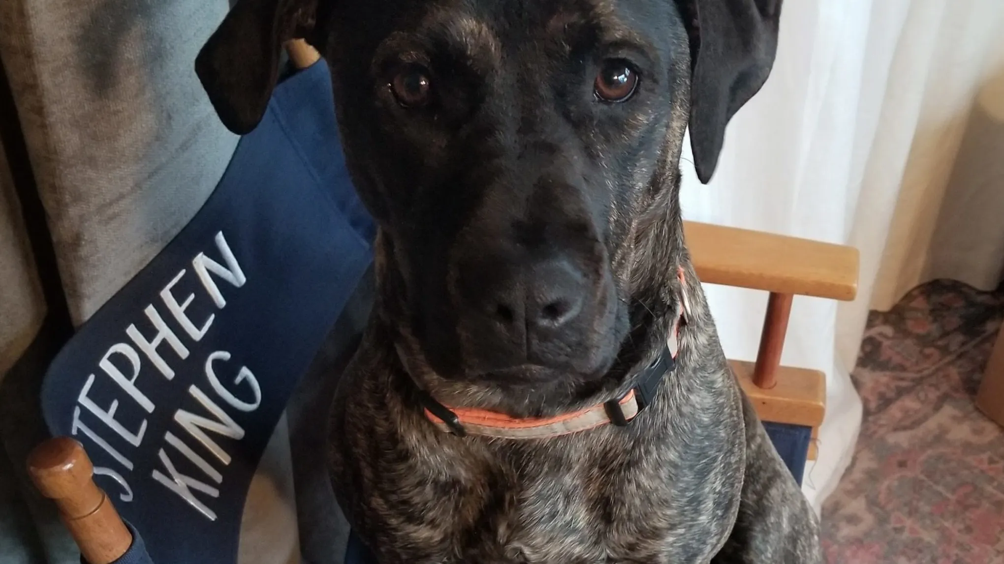a dog sitting on a chair
